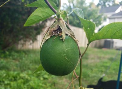 Maypop Fruit (Passiflora Incarnata)