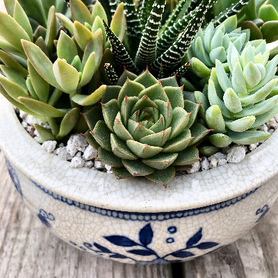 Succulent Arrangements