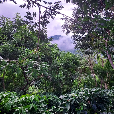 Green (Unroasted) Coffee From Our Farm In Costa Rica