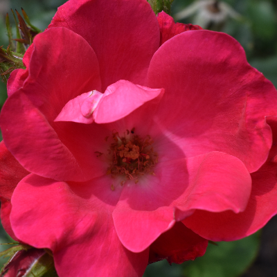 Cut Flowers