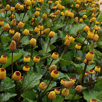 Spilanthes, Official