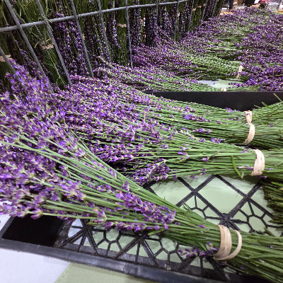 Fresh Lavender Bundles