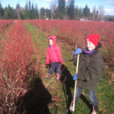 Shingle Mill Blueberries