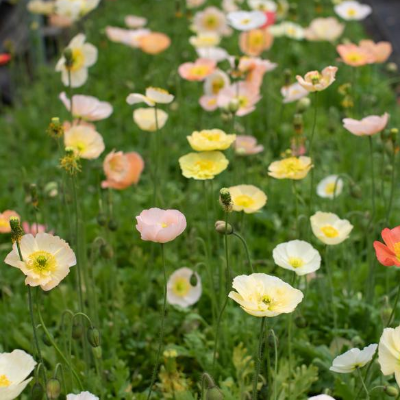 Papaver Nudicaule ( Iceland Poppy) 'Pastel Meadows'