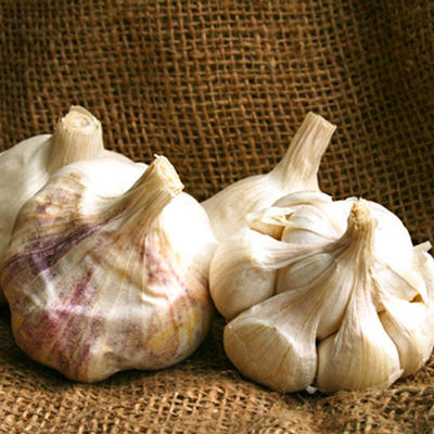 Garlic Inchelium Red Softneck