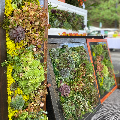 25x25" Hardy Living Wall