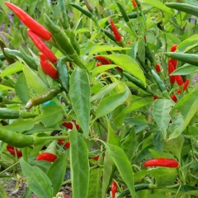 Thai Peppers
