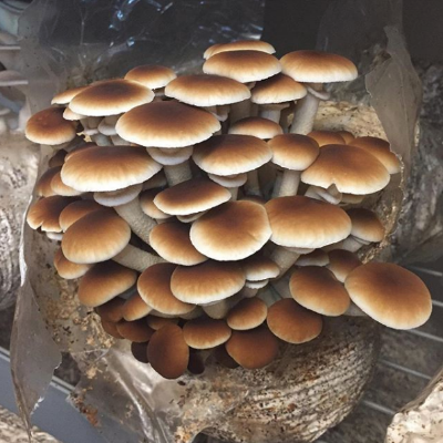 Fresh Pioppino Mushrooms