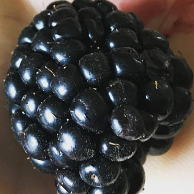 Blackberries