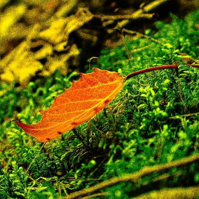 Large Format Fine Art Photography Prints