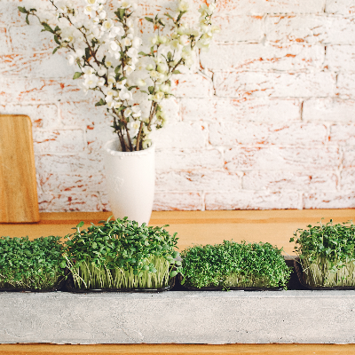 Fresh Microgreens