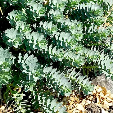 Euphorbia Myrsinites