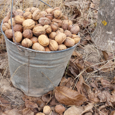 Oregon Walnut
