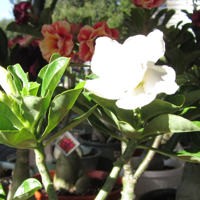 Tropical Herbs And Spice Plants