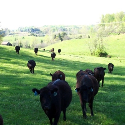 Aga Certified Grass-Fed Beef