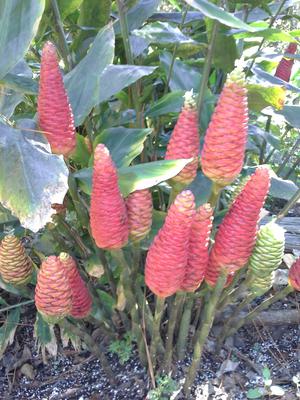 Pinecone Holiday Gingers