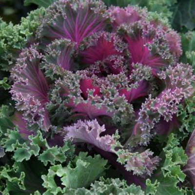Red & Green Kale