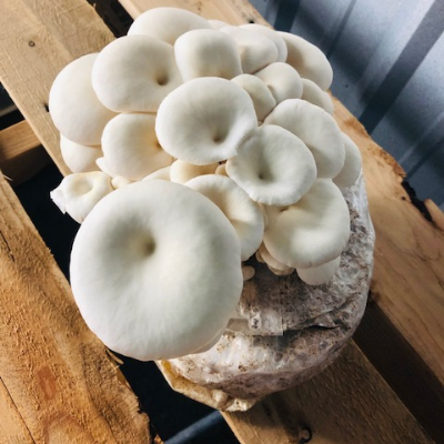 Grow Kits (Mushrooms)