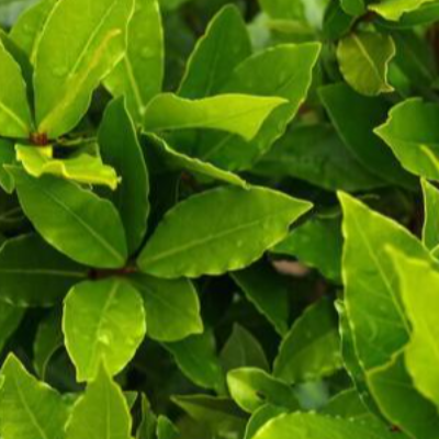 Bay Leaves