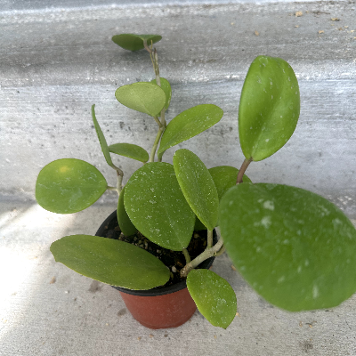 Hoya Obovata