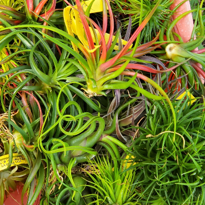 Mini-Plant Hangers