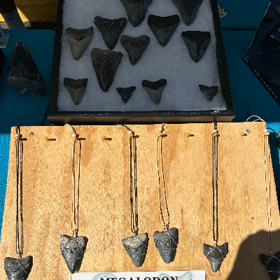 Shark Tooth Necklaces