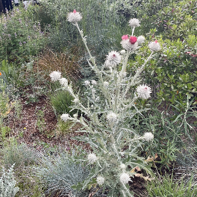 Cirsium Occidentale (Western Cobwebby Thistle) 5-Inch