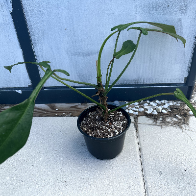 Philodendron Joepii