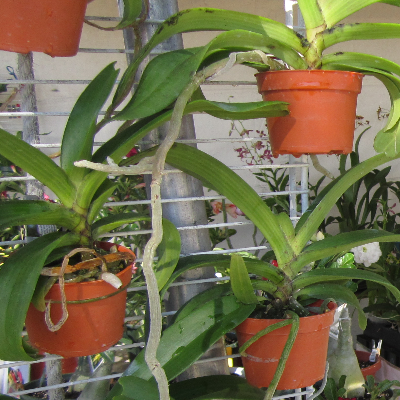 Tropical Herbs And Spice Plants