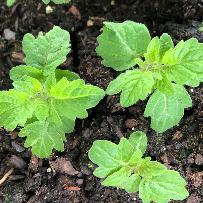 Heirloom Vegetable Seedlings