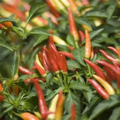 Thai Peppers