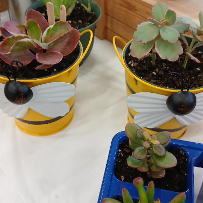 Fairy Garden Starter Packs And Bee Buckets