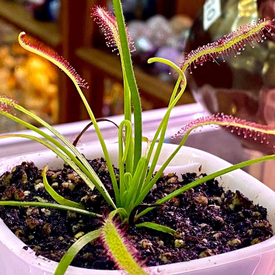 Sundews Droses