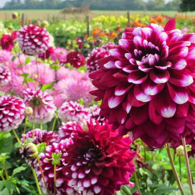 Dahlias