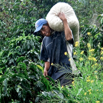 Panama Pacamara Finca Lerida 12 Oz