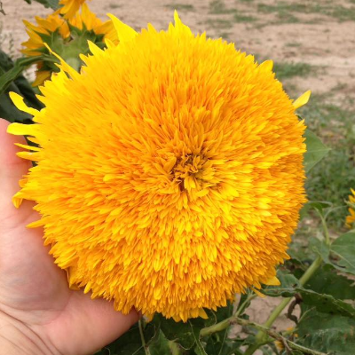Fresh-Cut Flowers