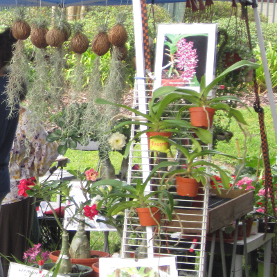 Tropical Herbs And Spice Plants