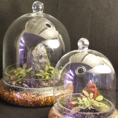 Miniature Plant Terrarium