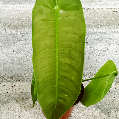 Philodendron Sharoniae