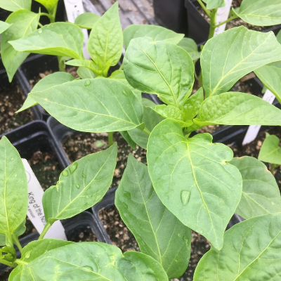 Pepper Seedlings