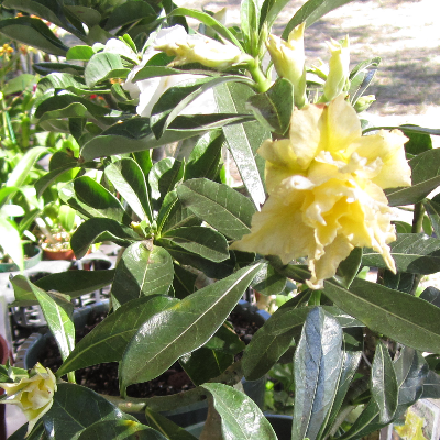 Tropical Herbs And Spice Plants