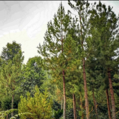 Peru Liz Colina Dark Roast - 2 Lb