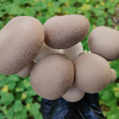 King Oyster Mushrooms