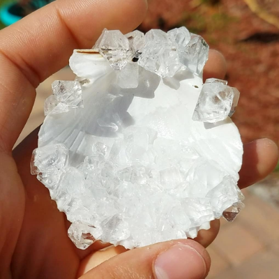 Bay Scallop Crystallized With Clear "Quartz-Like" Crystals