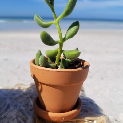 Small Individual Potted Succulents