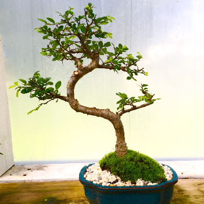 Japanese Elm Bonsai Tree