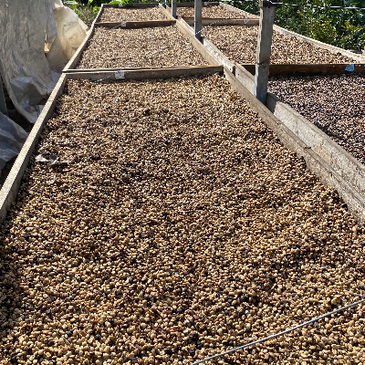 Green (Unroasted) Coffee From Our Farm In Costa Rica