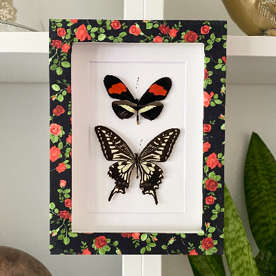 Butterfly Shadow Box Frame