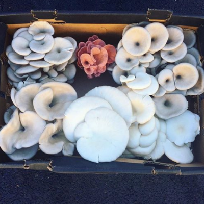 Fresh Oyster Mushrooms