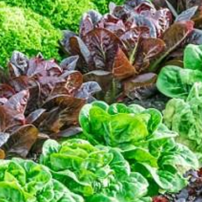 Hydroponic Lettuce